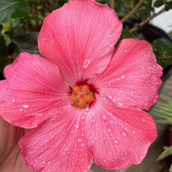 🌺 🌸🧡 Aloha 🤙🏻 - Picture 2 of 15